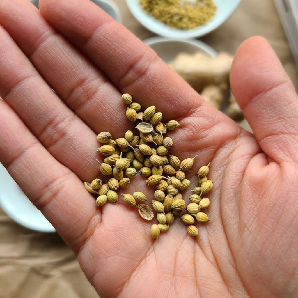 hand showing a handful of whole coriander seeds close up