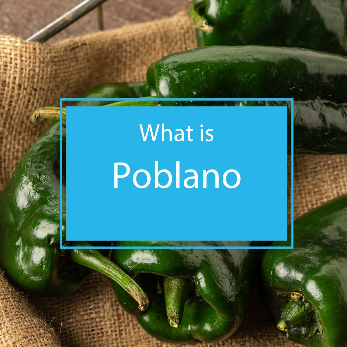 what is poblano